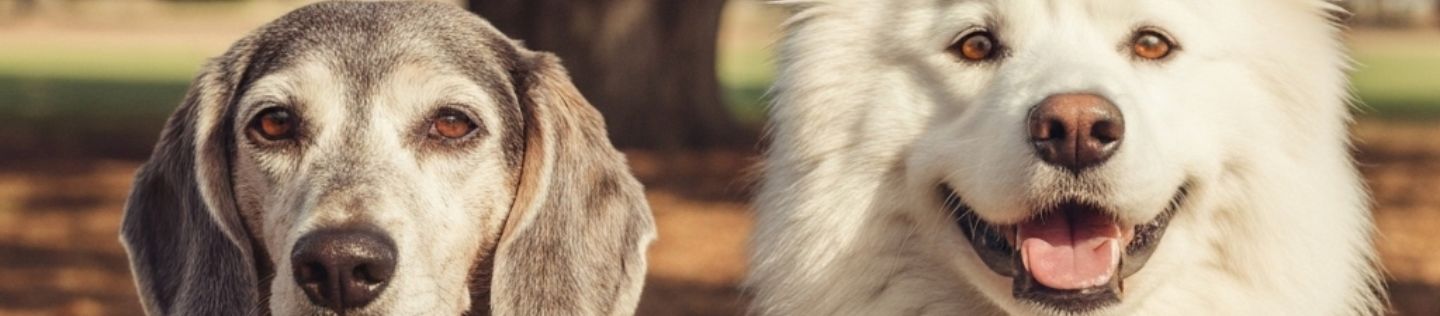 Vitaminas para abrir el apetito en perros | Hill's Pet 