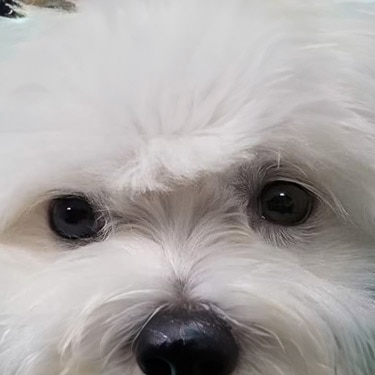 Primer plano del rostro de un perro pequeño de pelo blanco