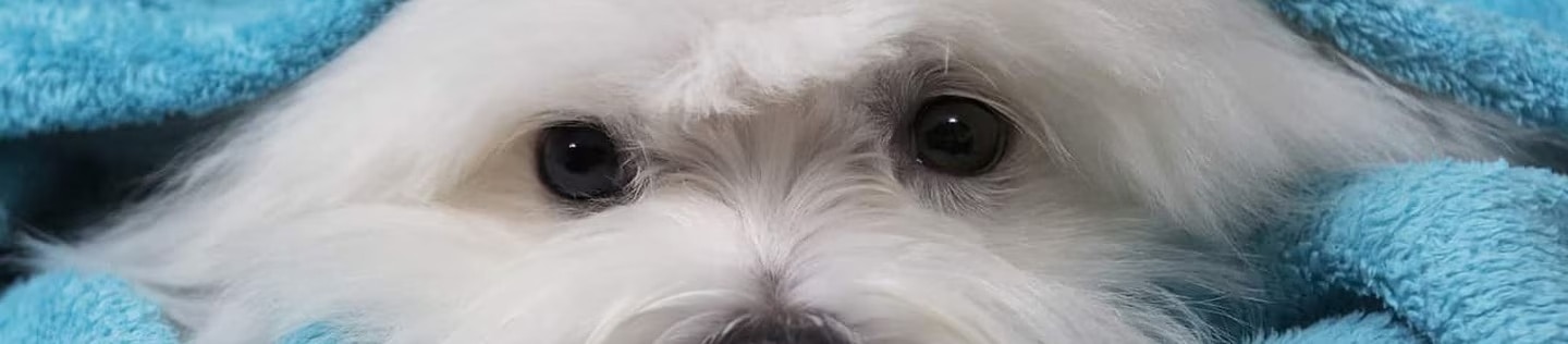 Perro pequeño de pelo blanco envuelto en una toalla azul