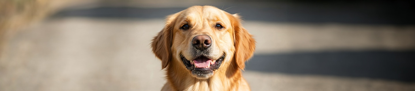 Perro Golden Retreiver
