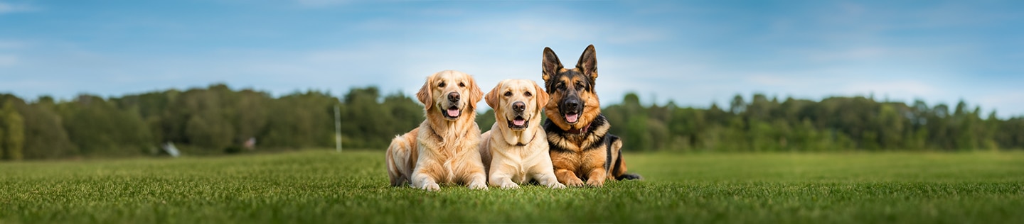 Tres perros (un Golden Retriever, un Labrador y un Pastor Alemán) acostados uno al lado del otro sobre el césped verde.
