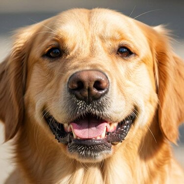 Perro Golden Retreiver
