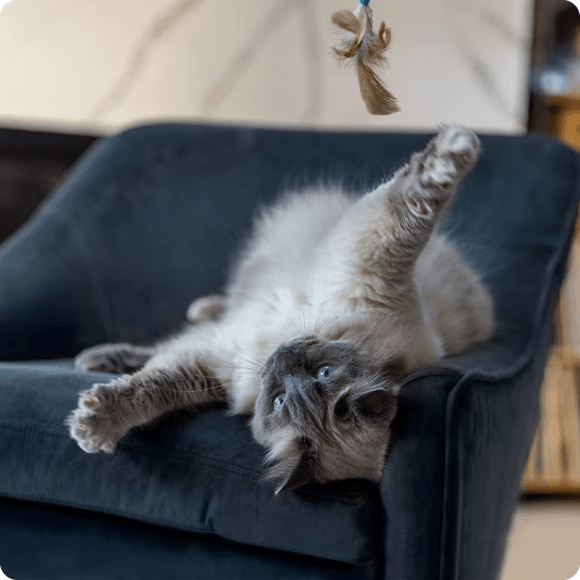 Gato con expresión de malestar descansando en su cama