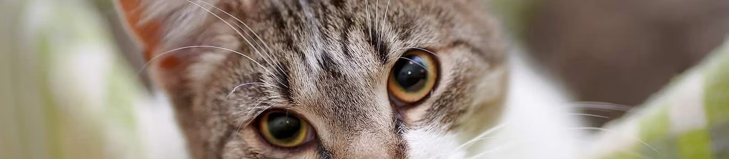 Primer plano de los ojos de un gato atigrado mirando fijamente a la cámara