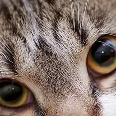 Primer plano de los ojos de un gato atigrado mirando fijamente a la cámara