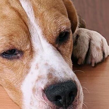 Perro beagle con expresión anhelante apoyando la cabeza sobre una mesa de madera mientras mira fijamente un premio de comida.