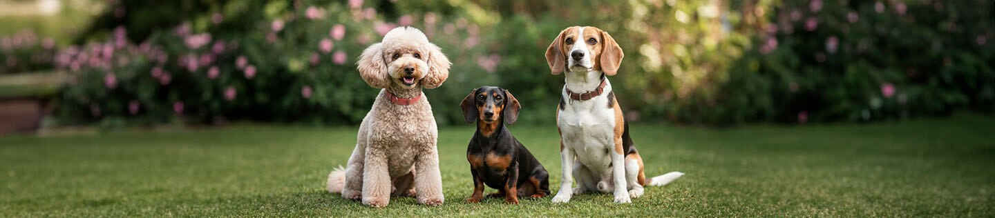 Alopecia en perros