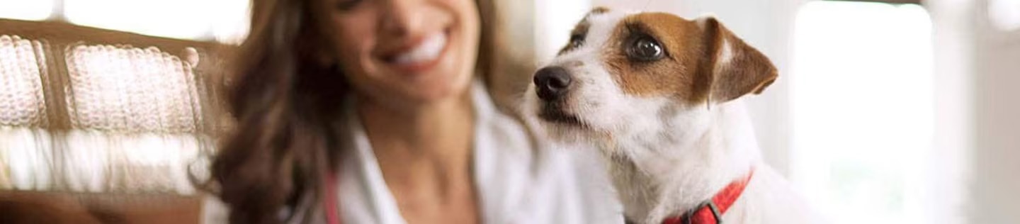 Perro Jack Russell terrier atento con una veterinaria sonriente en segundo plano.