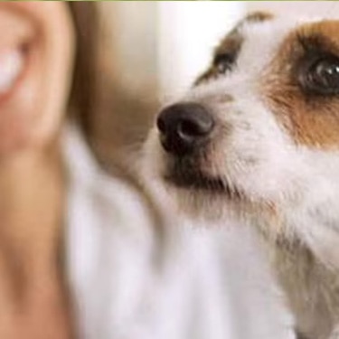 Perro de pelaje blanco y café mirando a su cuidadora