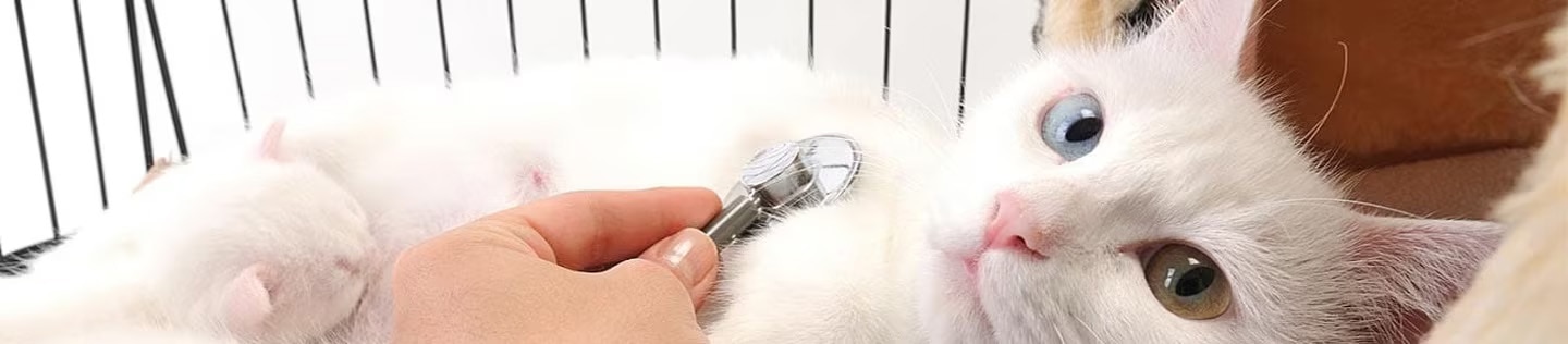 Un gato blanco con un ojo azul y otro ámbar es examinado con un estetoscopio, mientras descansa recostado junto a un gatito blanco que duerme.