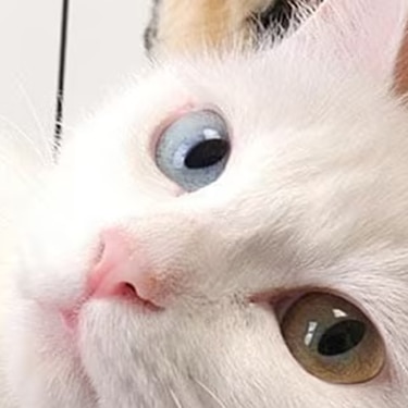 Un gato blanco con un ojo azul y otro ámbar es examinado con un estetoscopio, mientras descansa recostado junto a un gatito blanco que duerme.