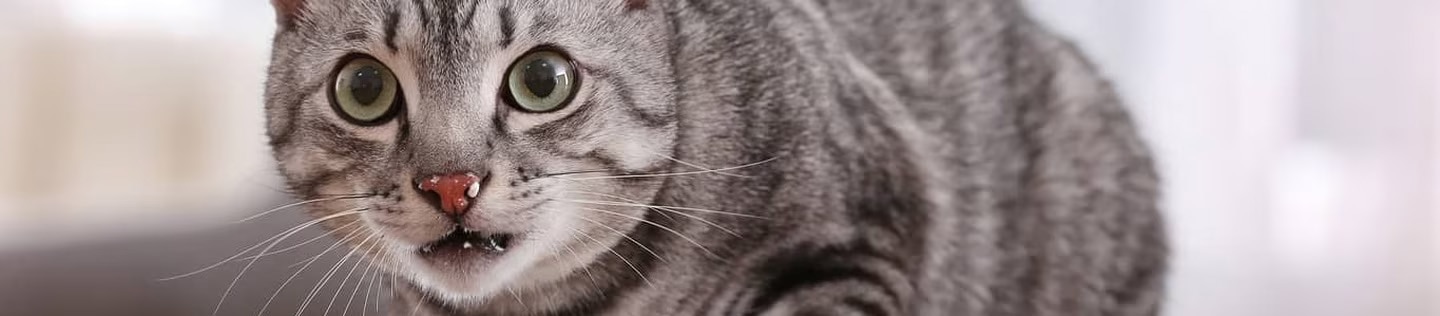 Primer plano de un gato atigrado gris con restos de alimento en el hocico mirando fijamente a la cámara