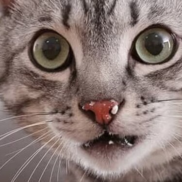 Primer plano de un gato atigrado gris con restos de alimento en el hocico mirando fijamente a la cámara