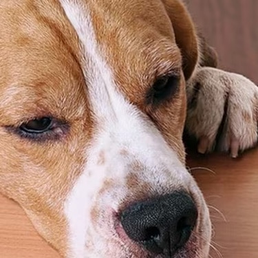 Perro beagle triste apoyando la cabeza en una mesa de madera mirando comida