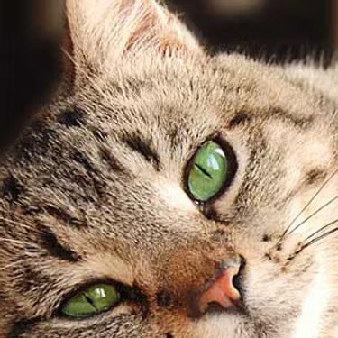 Gato atigrado de ojos verdes descansando en el suelo