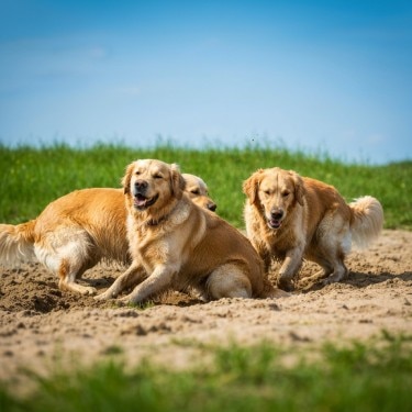 Caspa en Perros Hill’s Pet Colombia
