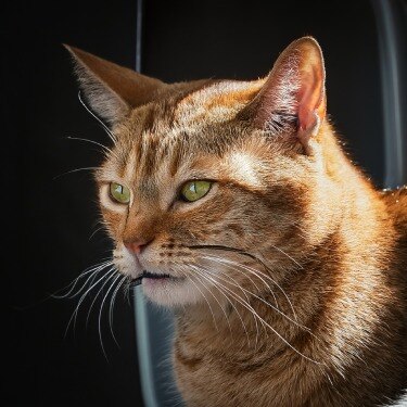 Estreñimiento en gatos