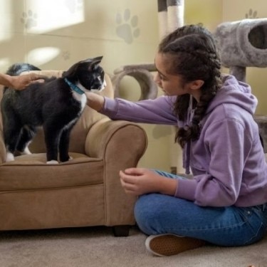 Niña acariciando a un gato blanco y negro sobre un pequeño sillón marrón.