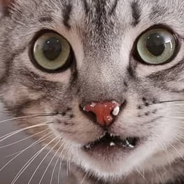 Primer plano de un gato atigrado gris con restos de alimento en el hocico mirando fijamente a la cámara