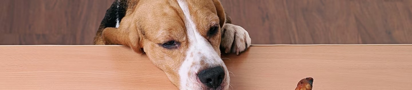 Beagle dog resting its head on a wooden table staring at a treat
