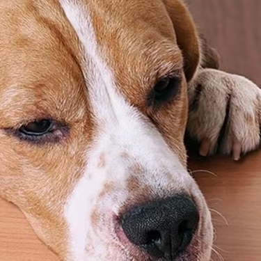Beagle dog resting its head on a wooden table staring at a treat