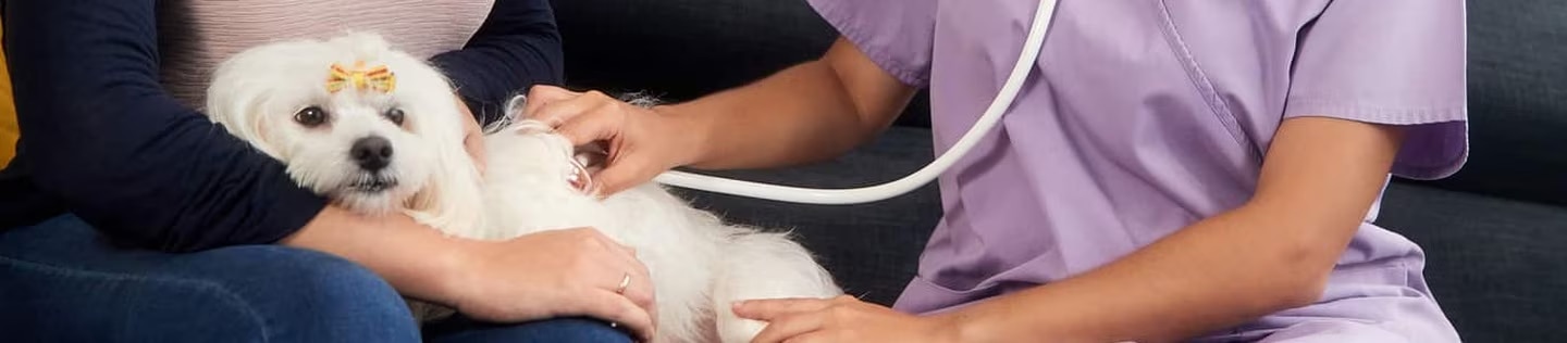 Un veterinario examinando con un estetoscopio a un perro pequeño de color blanco sostenido por su dueña