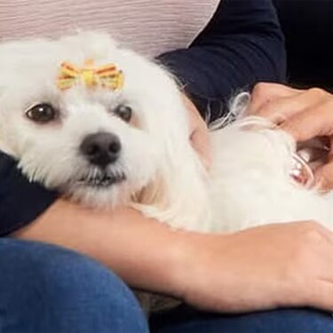 Un veterinario examinando con un estetoscopio a un perro pequeño de color blanco sostenido por su dueña