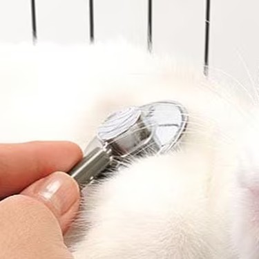 Veterinario auscultando con estetoscopio a un gato blanco durante un chequeo renal