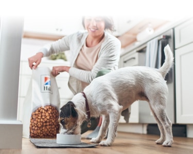 Alimentos para perros