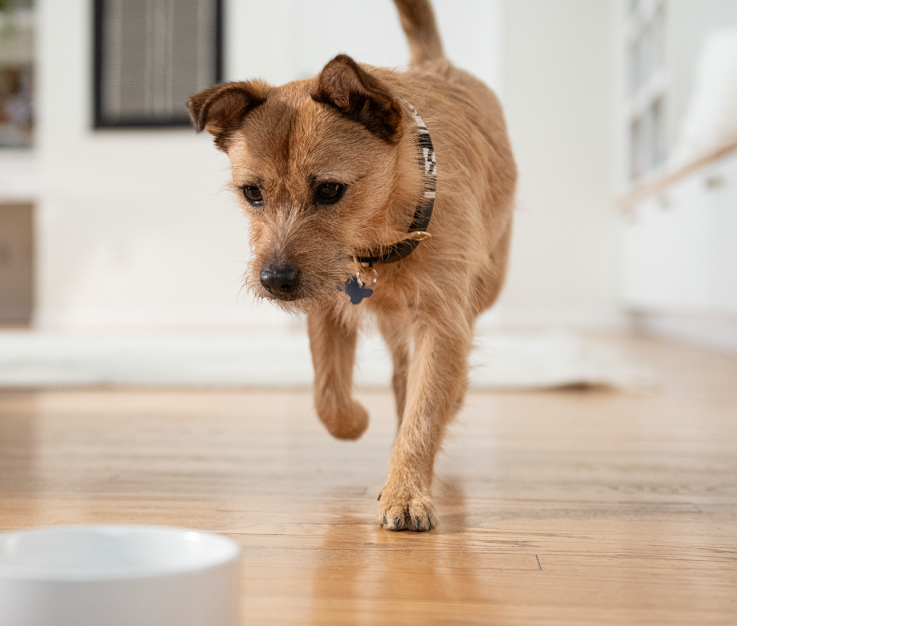 Un perro marrón pequeño caminando alrededor