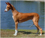 The Ibizan Hound Dog Breed